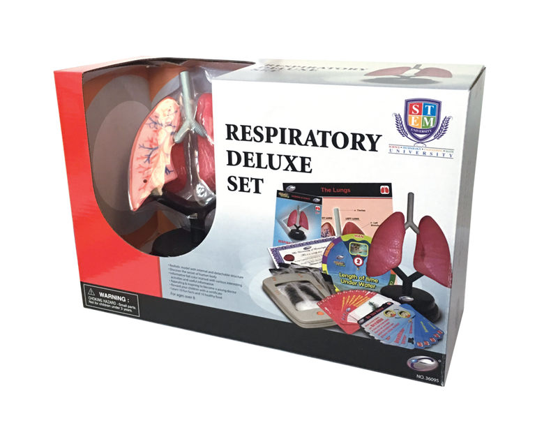 STEM Respiratory Human Lung Model Deluxe Set (7779471098011)