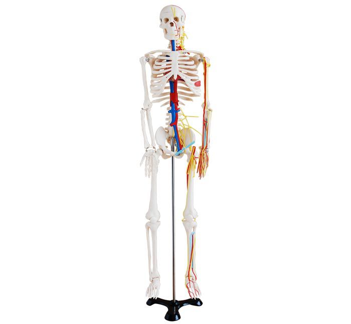 Skeleton Model 85cm with Blood Vessels (7273171222683)