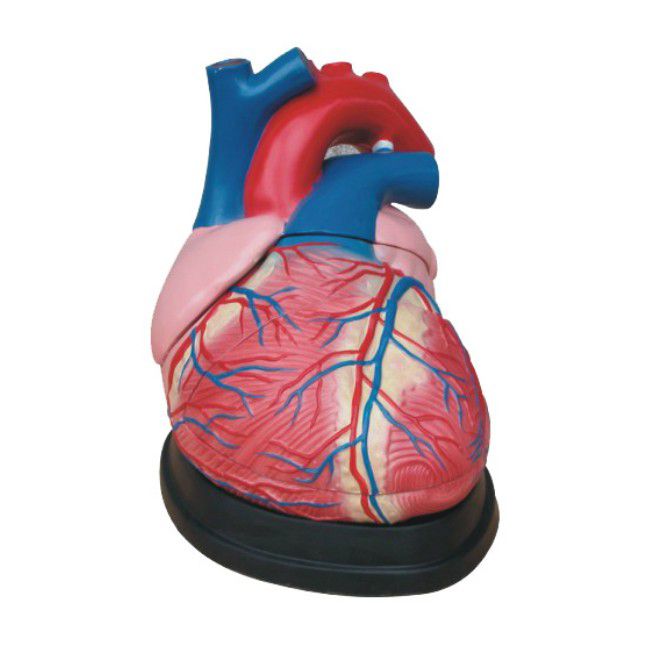 Jumbo Heart Model (7275113709723)