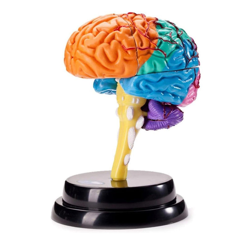 STEM Augmented Reality - Brain Professional Model (7715732586651)