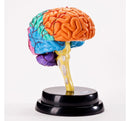STEM Augmented Reality - Brain Professional Model (7715732586651)