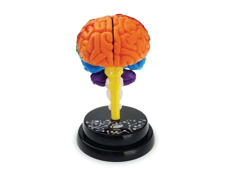 STEM Augmented Reality - Brain Professional Model (7715732586651)