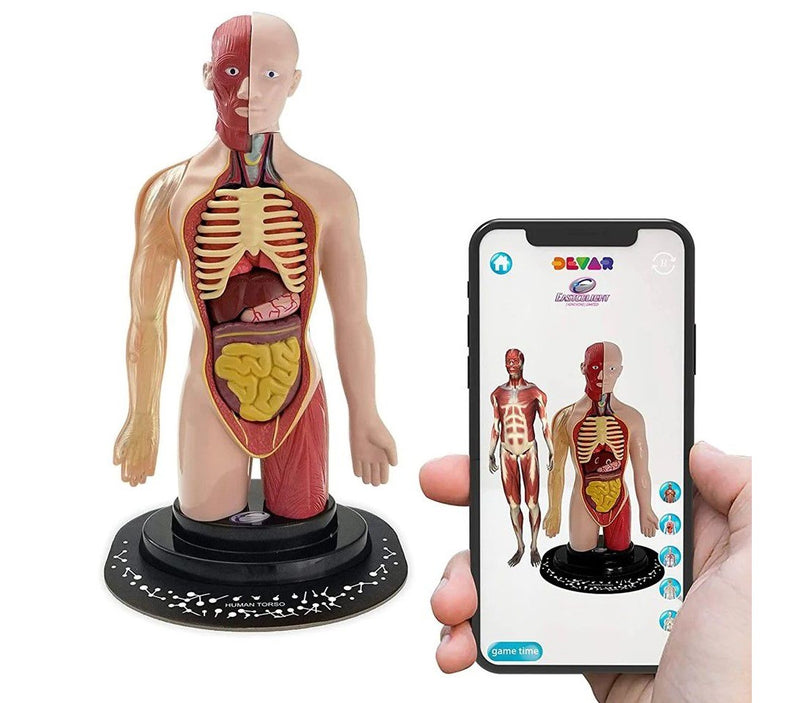 STEM Augmented Reality - Human Torso Profesional Model (7714583609499)