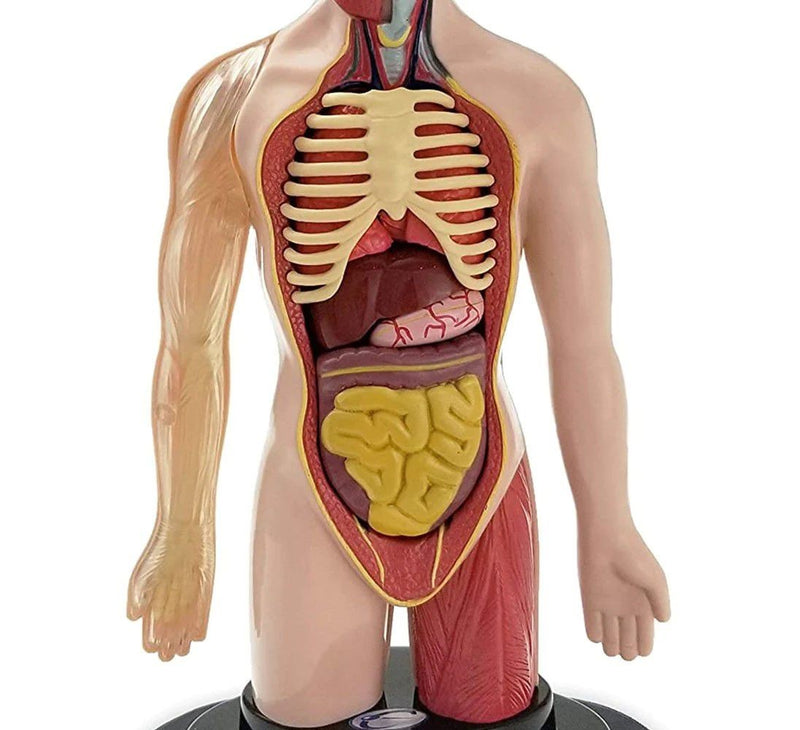 STEM Augmented Reality - Human Torso Profesional Model (7714583609499)