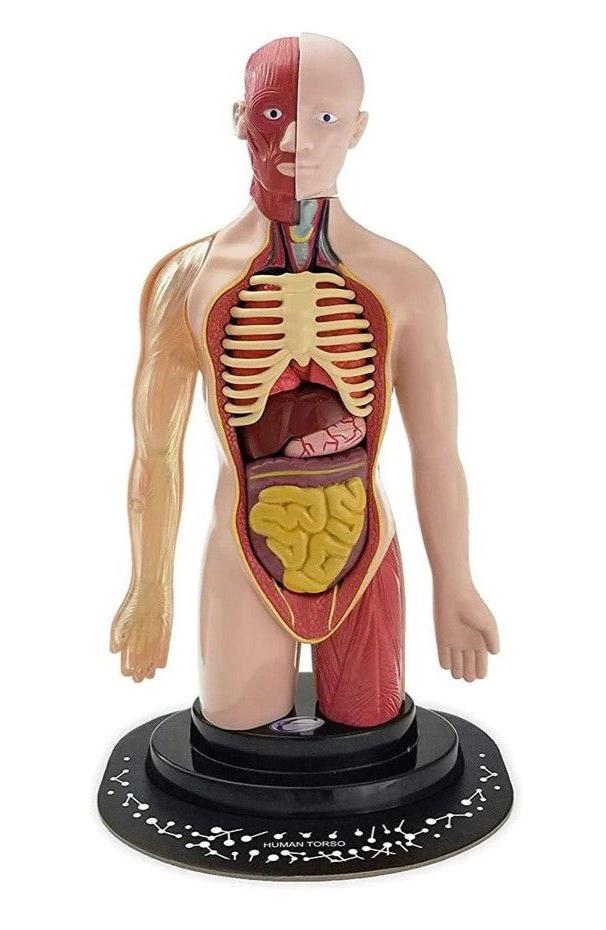 STEM Augmented Reality - Human Torso Profesional Model (7714583609499)