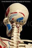 85cm Skeleton With Numbered Painted Muscels