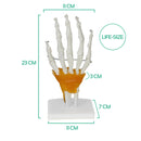Life Size Hand Joint With Ligaments Model