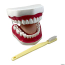 Jumbo Dental Model with Toothbrush Gums Tongue & 28 Teeth 19(L) x 16(W) x 11(H) cm
