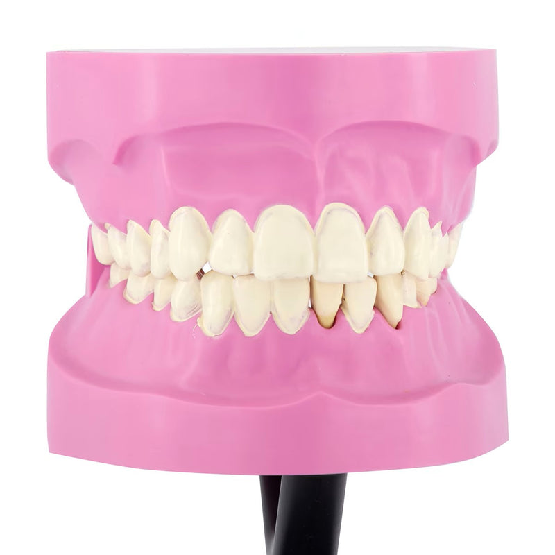 STEM Augmented Reality - Dental Teeth Professional Model (7779475062939)