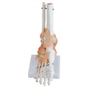 Life Size Foot Joint With Ligaments Model