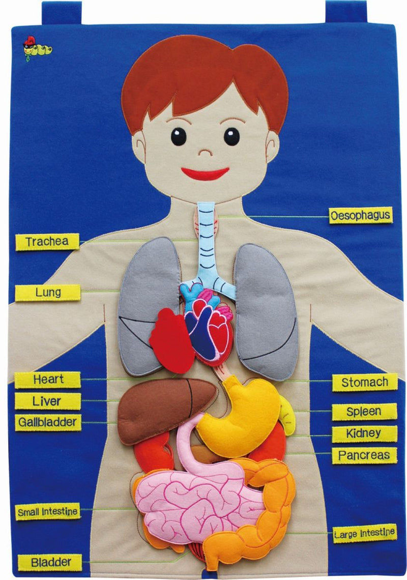 Body Parts - Wall Hanging Chart(learn about the organs)50X70cm