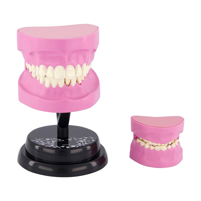 STEM Augmented Reality - Dental Teeth Professional Model (7779475062939)