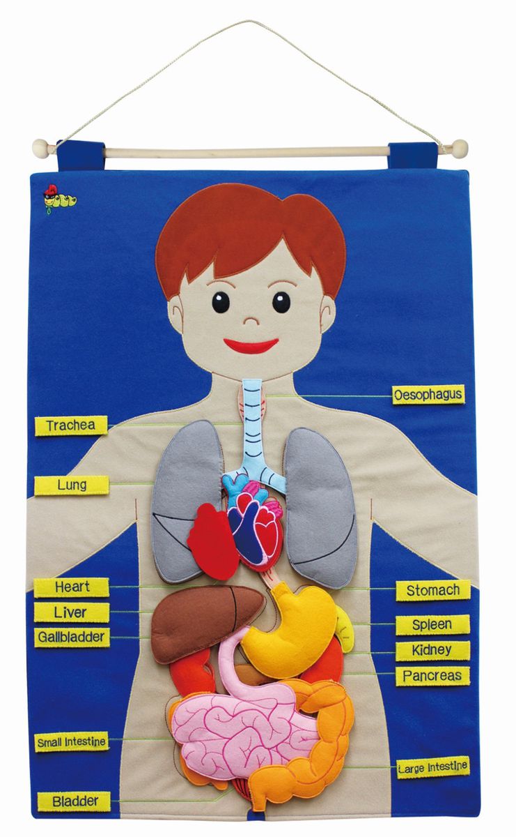Body Parts - Wall Hanging Chart(learn about the organs)50X70cm