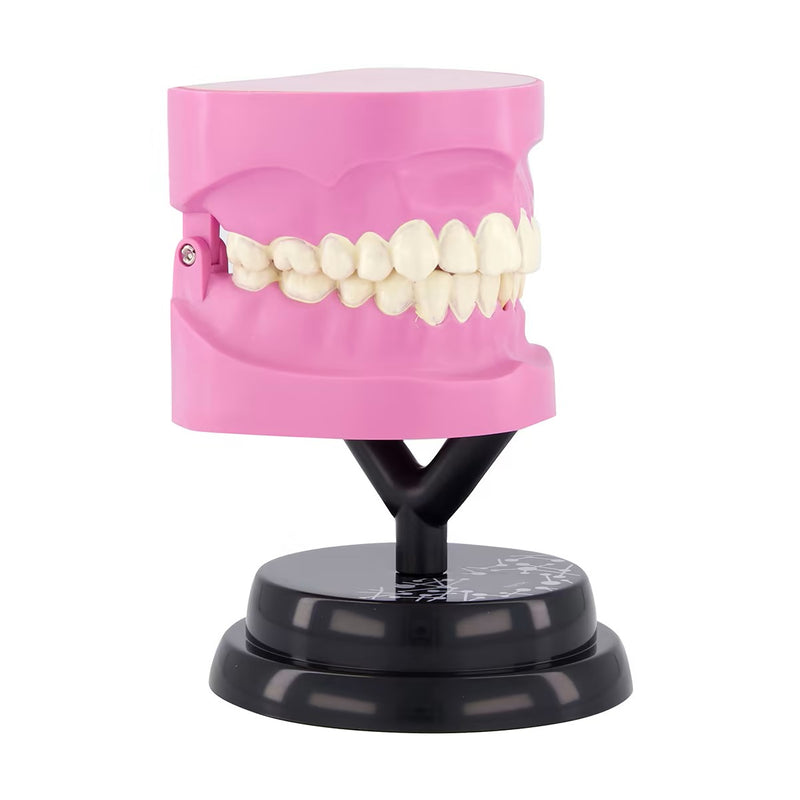 STEM Augmented Reality - Dental Teeth Professional Model (7779475062939)