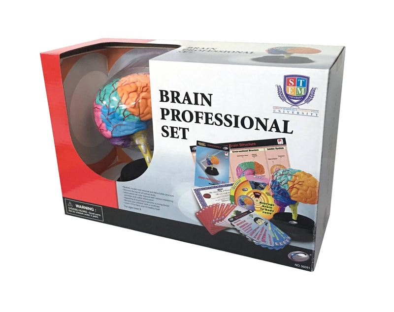 STEM Brain Professional Model Deluxe Set (7779474079899)