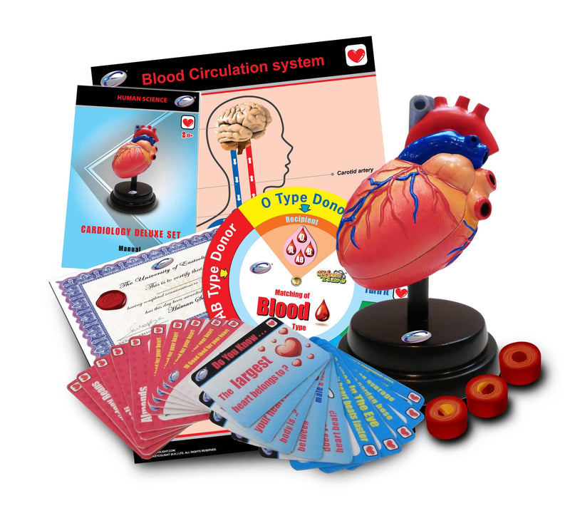 STEM Heart Cardiology Model Deluxe Set