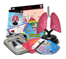 STEM Respiratory Human Lung Model Deluxe Set (7779471098011)