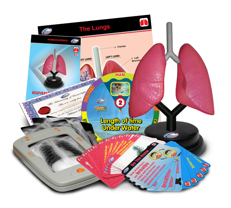 STEM Respiratory Human Lung Model Deluxe Set (7779471098011)