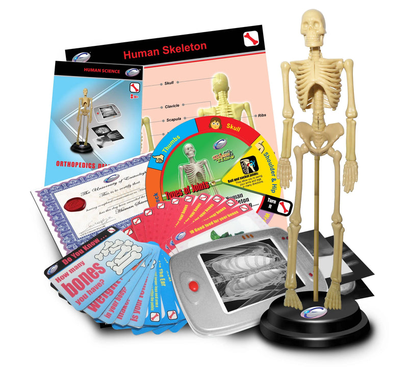 STEM Human Skeleton Orthopedics Deluxe Set (7779388850331)