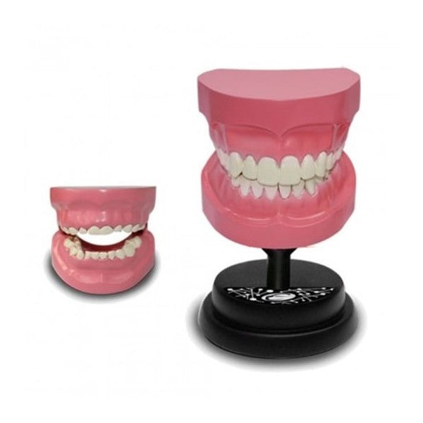 STEM Augmented Reality - Dental Teeth Professional Model (7779475062939)