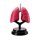 STEM Augmented Reality - Respiratory Lung Professional Model (7779474669723)