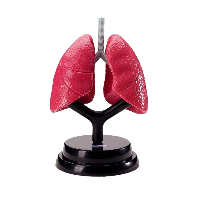 STEM Augmented Reality - Respiratory Lung Professional Model (7779474669723)