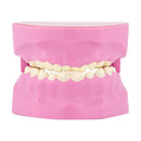 STEM Augmented Reality - Dental Teeth Professional Model (7779475062939)