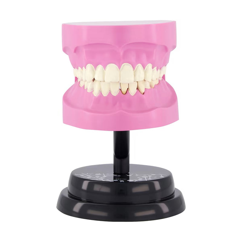 STEM Augmented Reality - Dental Teeth Professional Model (7779475062939)