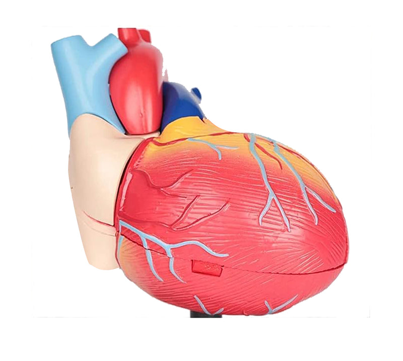 STEM Augmented Reality - Heart Cardiology Professional Model