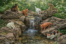 Assorted Cats in a Set 9 pieces
