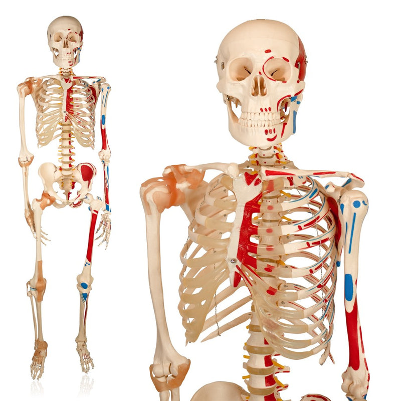 Life Size Skeleton With Painted Muscles And Ligaments-180cm On Roller Stand