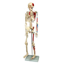 85cm Skeleton With Numbered Painted Muscels