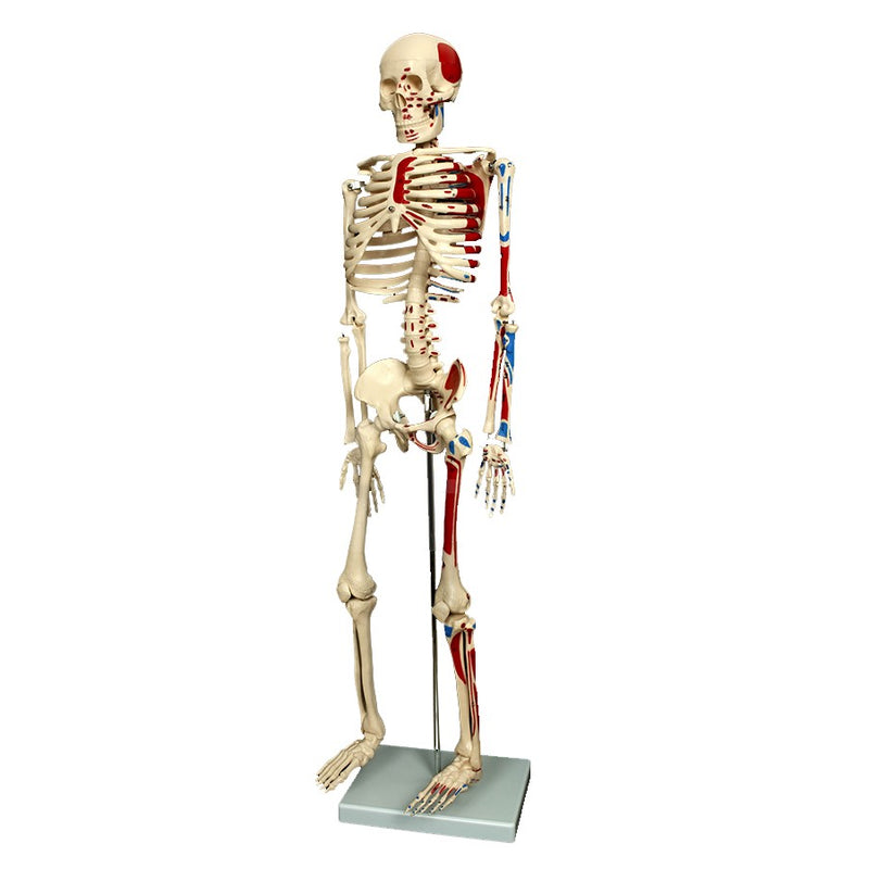 85cm Skeleton With Numbered Painted Muscels