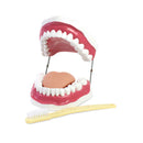 Jumbo Dental Model with Toothbrush Gums Tongue & 28 Teeth 19(L) x 16(W) x 11(H) cm