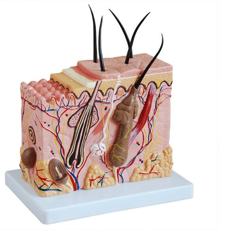 Skin Block Model