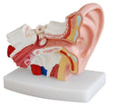 Desktop Ear Model