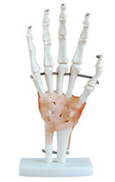 Life Size Hand Joint With Ligaments Model