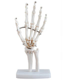 Life-Size Hand Joint Skeleton Model
