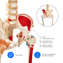 Life Size Skeleton With Painted Muscles And Ligaments-180cm On Roller Stand