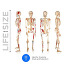 Life Size Skeleton With Painted Muscles And Ligaments-180cm On Roller Stand