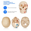 Life Size Skeleton With Painted Muscles And Ligaments-180cm On Roller Stand