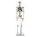 85cm Skeleton With Spinal Nerves