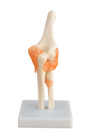 Life Size Elbow Joint Model