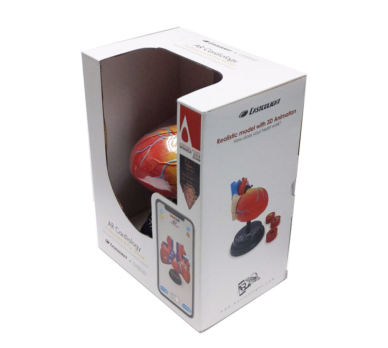 STEM Augmented Reality - Heart Cardiology Professional Model