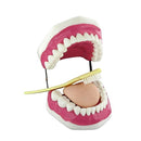Jumbo Dental Model with Toothbrush Gums Tongue & 28 Teeth 19(L) x 16(W) x 11(H) cm