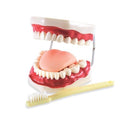Jumbo Dental Model with Toothbrush Gums Tongue & 28 Teeth 19(L) x 16(W) x 11(H) cm