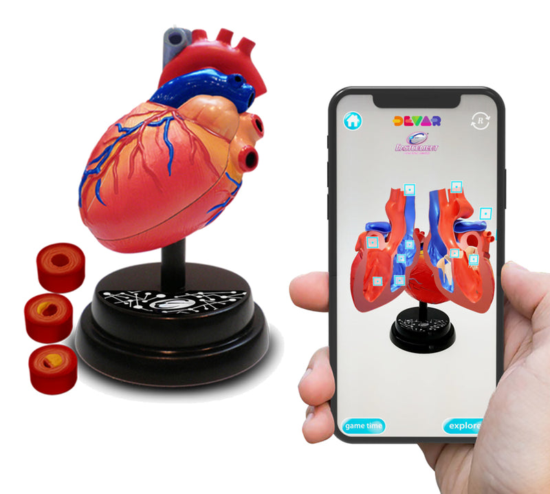 STEM Augmented Reality - Heart Cardiology Professional Model (7779474899099)