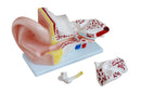 Ear Model (Large) - 4 Parts (7275119542427)