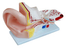 Ear Model (Large) - 4 Parts (7275119542427)