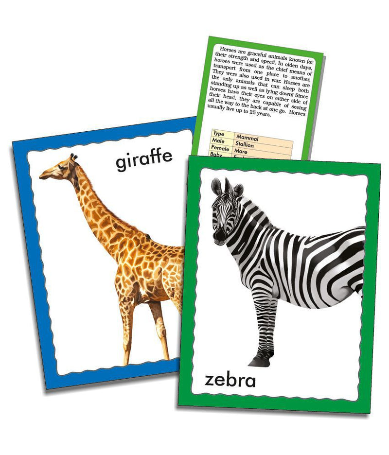Creatives Animals Jumbo Flash Cards - 36 Cards (7418584334491)